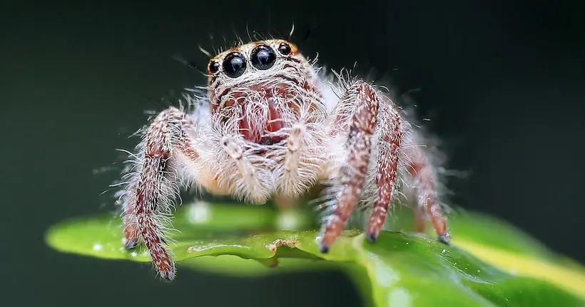 Les araignées peuvent voler sur des milliers de kilomètres grâce à l’électricité dans l’air