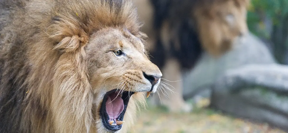 Afrique du Sud : des lions tuent et dévorent trois braconniers