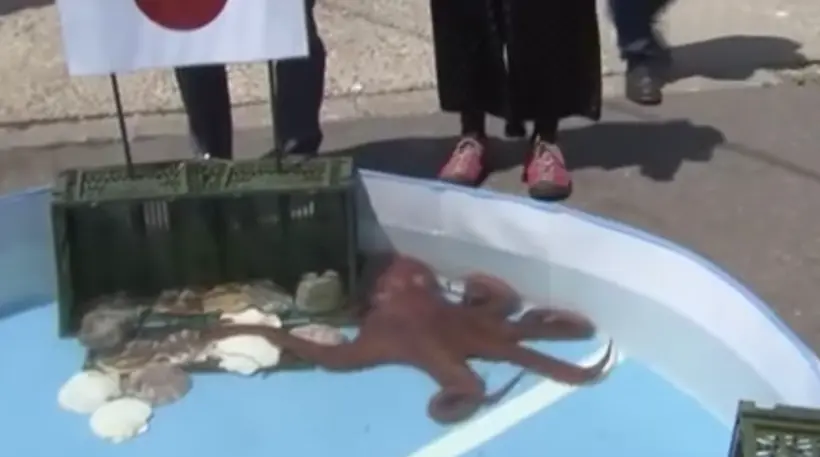 Rabiot, le poulpe qui avait bien prédit les trois matches de poule du Japon, a été tué pour être mangé