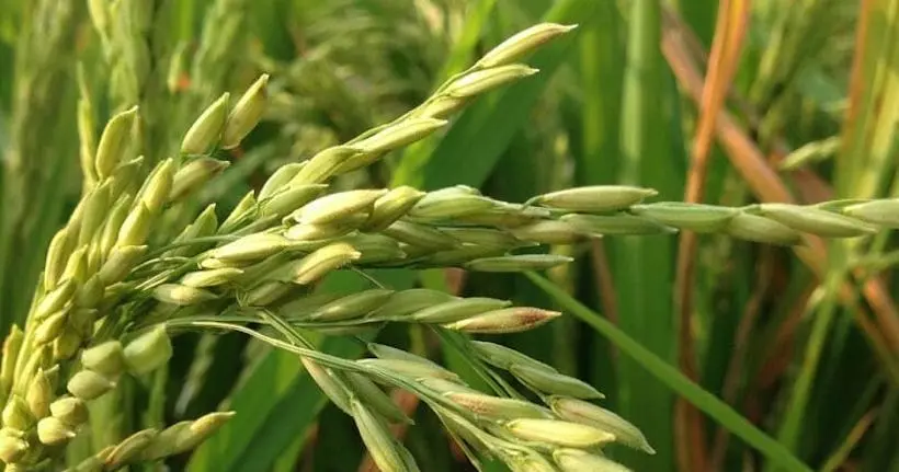 Réchauffement climatique : des scientifiques chinois ont créé du riz résistant à l’eau de mer