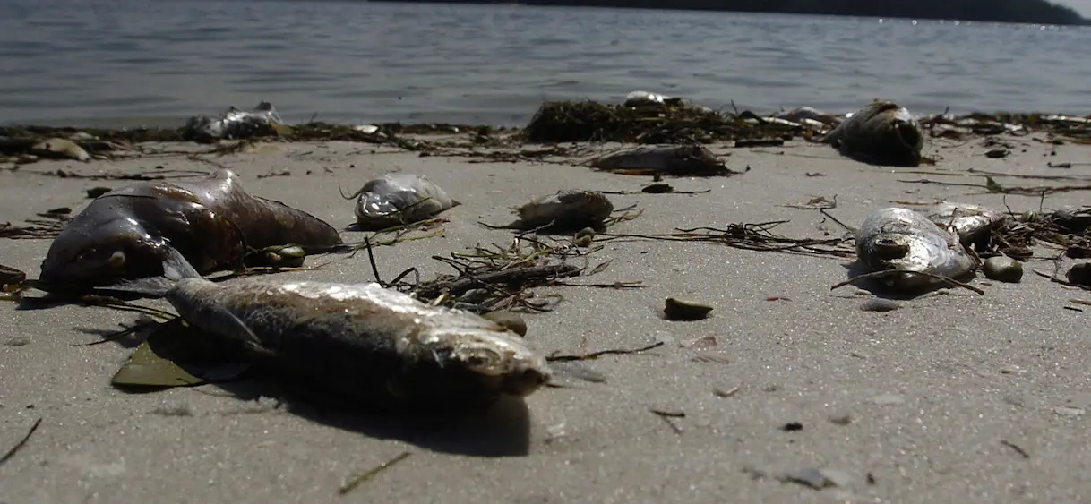 Une “marée rouge” décime des tonnes d’animaux marins en Floride