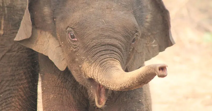 Une IA apprend à reconnaître les barrissements des éléphants pour mieux les préserver