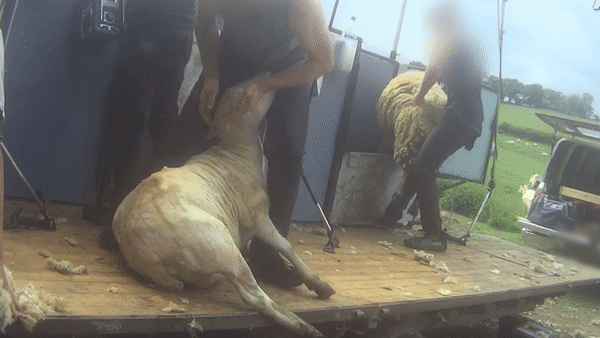 Vidéo : frappés et piétinés pour leur laine, ces moutons vivent un enfer