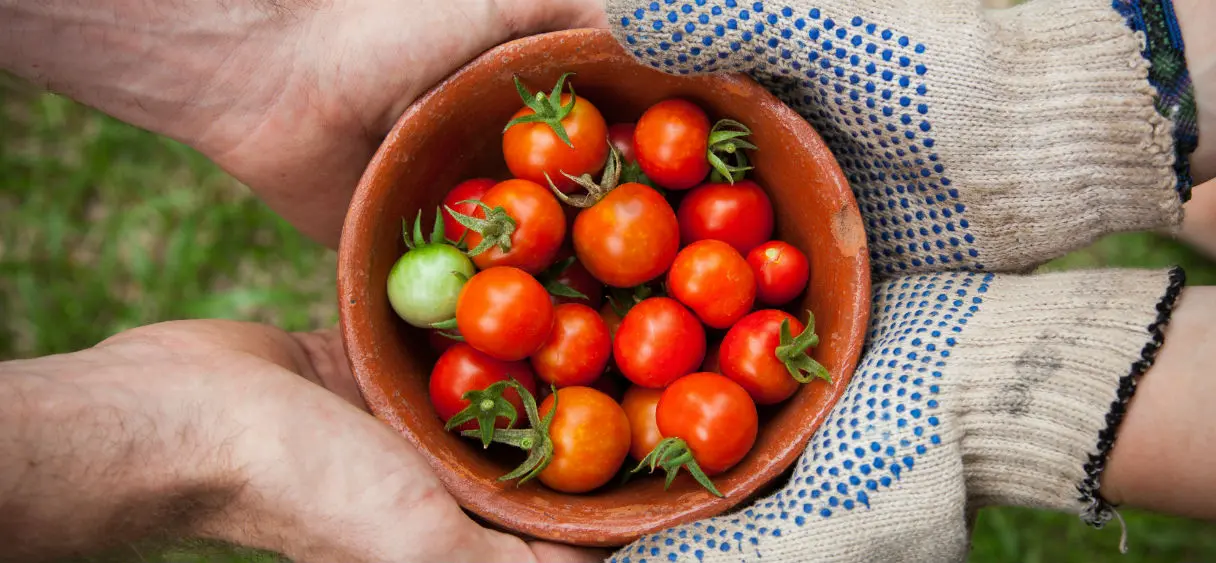 Bienvenue dans le monde (pas si calme) des passionnés de tomates anciennes