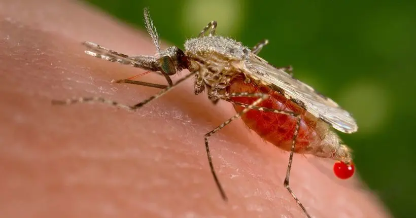 Lutte contre le paludisme : en labo, on peut désormais éradiquer une espèce de moustiques