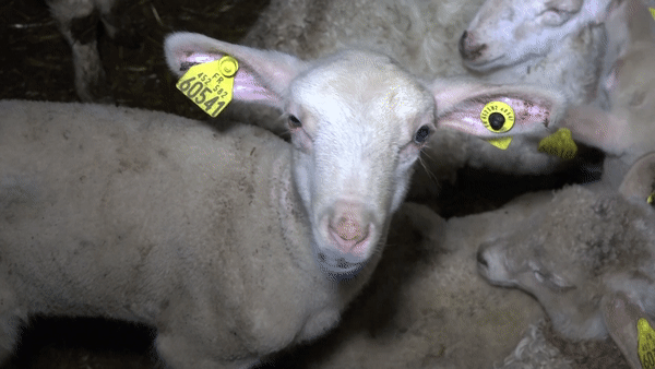 Vidéo : un abattoir accusé de maltraitance animale devant la justice
