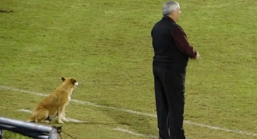 Au Paraguay, un chien est devenu l'”entraîneur adjoint” de son équipe