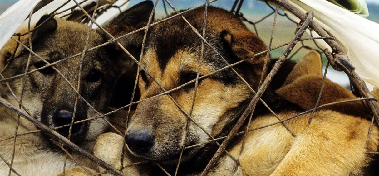 Vietnam : les autorités veulent stopper la consommation de viande de chien à Hanoï
