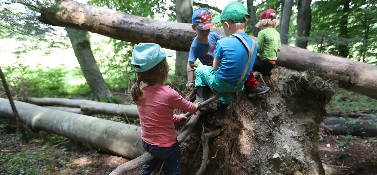 Au Danemark, certains élèves de maternelle ont classe en forêt