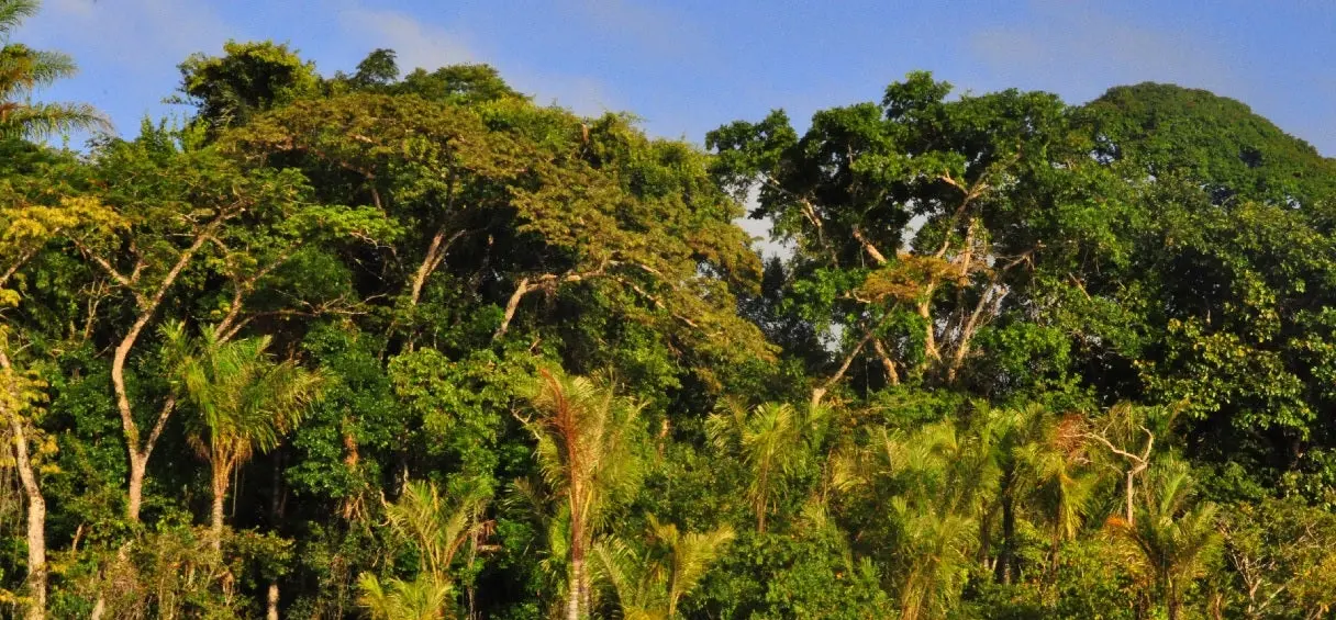 Montagne d’or : le projet de mine géante à ciel ouvert en Guyane va être révisé