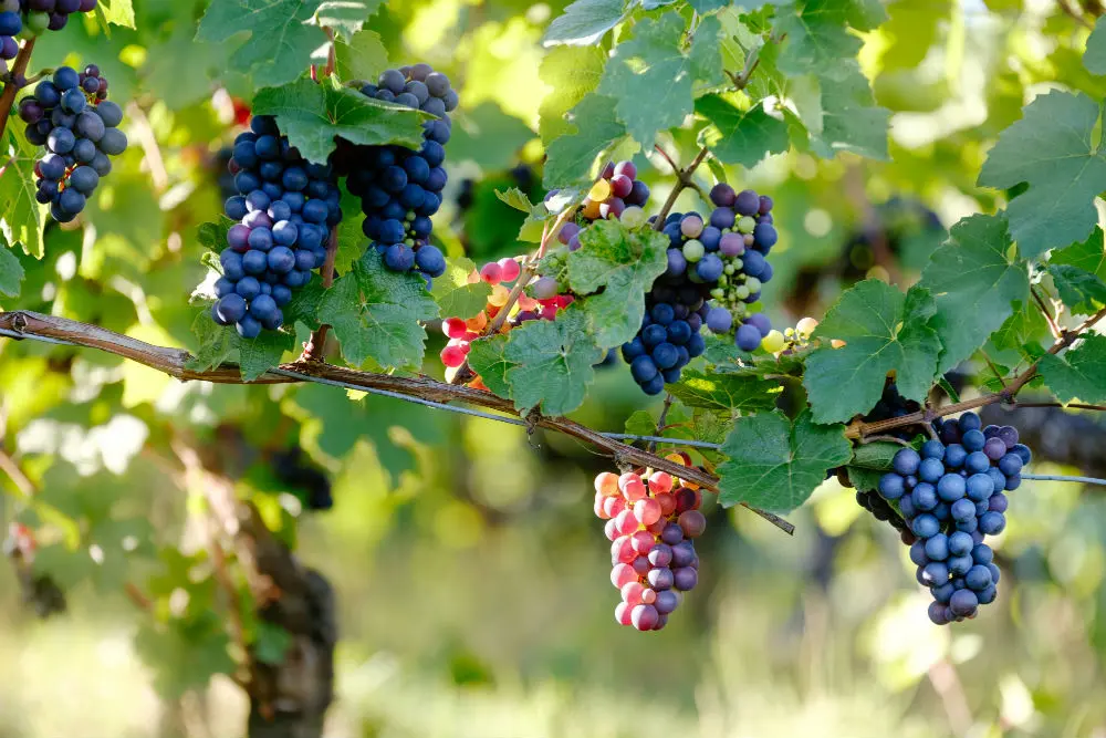 Comment les viticulteurs s’organisent face au réchauffement climatique