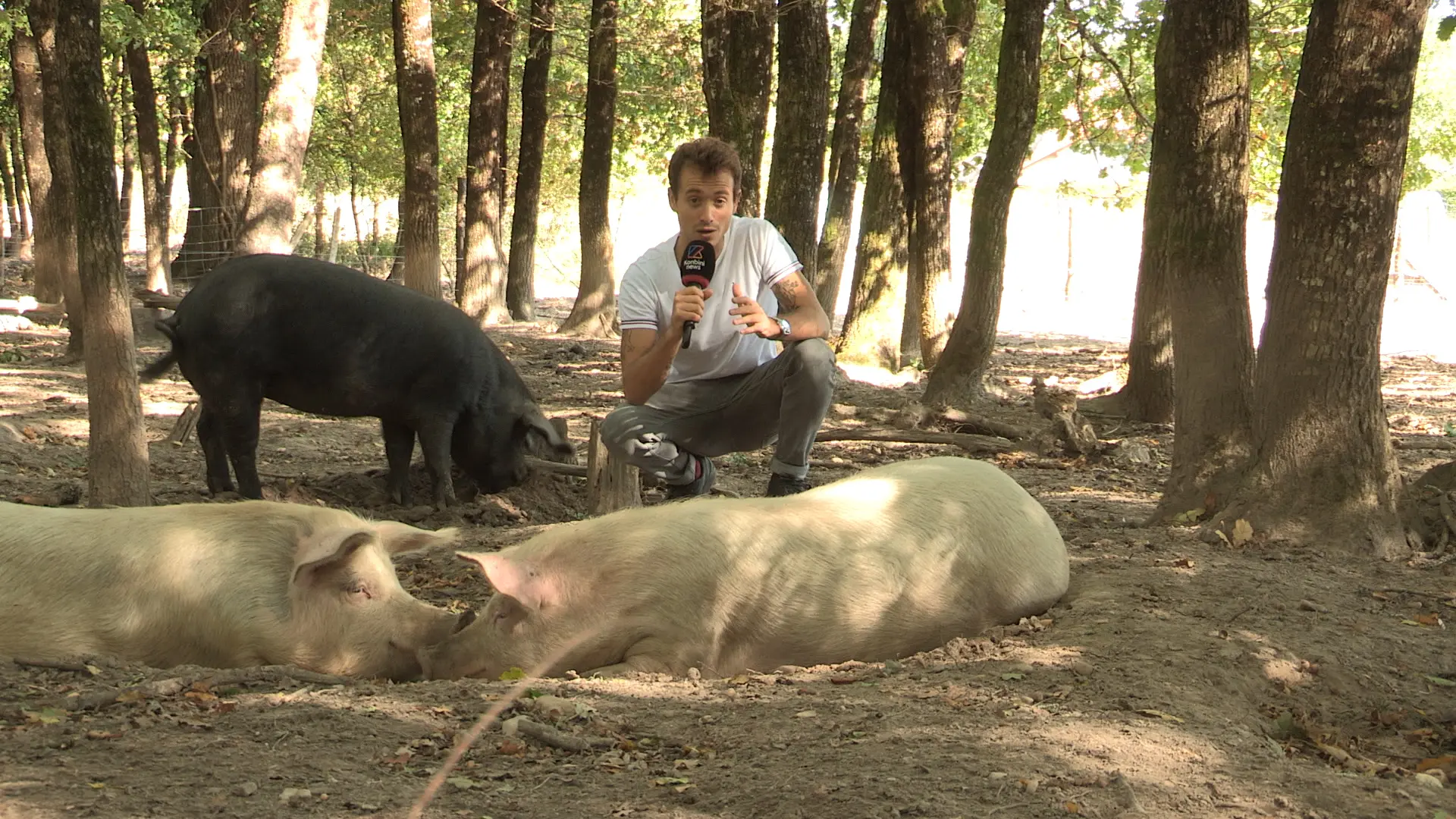 Vidéo : “J’aurais l’impression d’abandonner mes cochons s’ils partaient à l’abattoir”