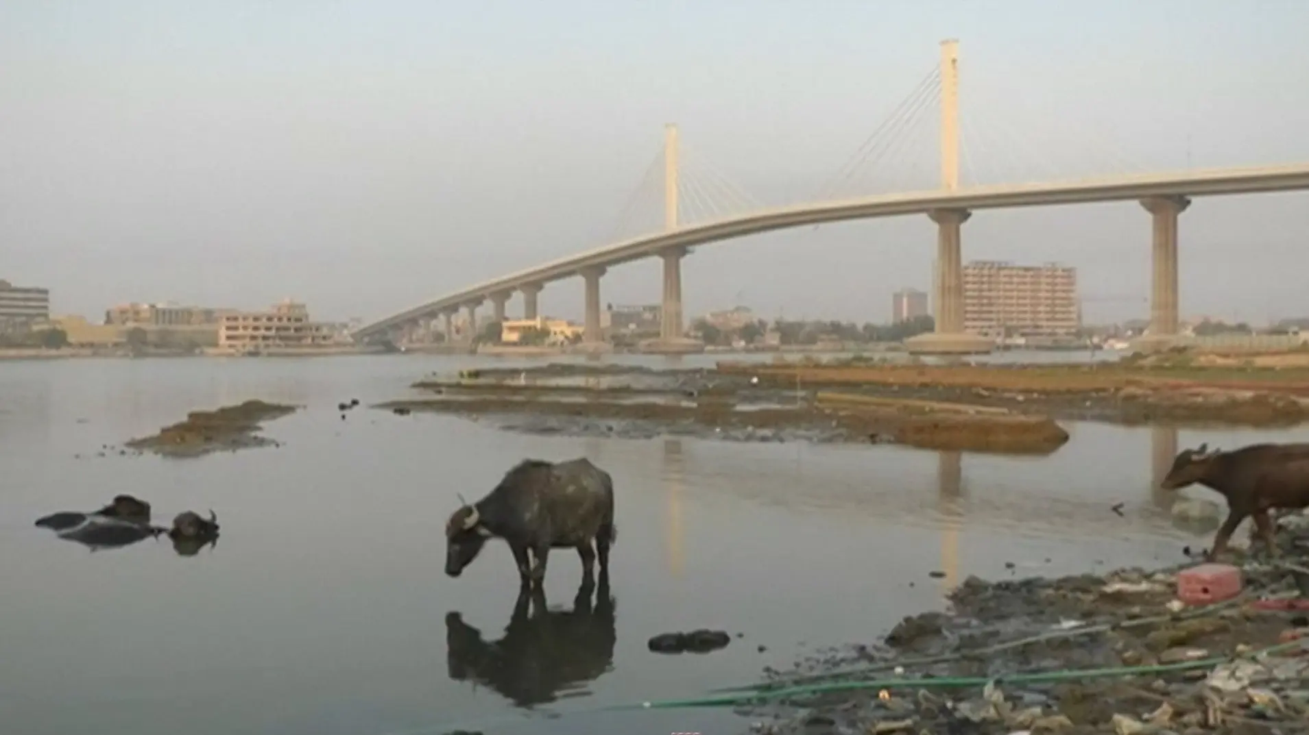 Vidéo : Bassora, la “Venise du Moyen-Orient”, meurt de soif à cause de la toxicité de son eau