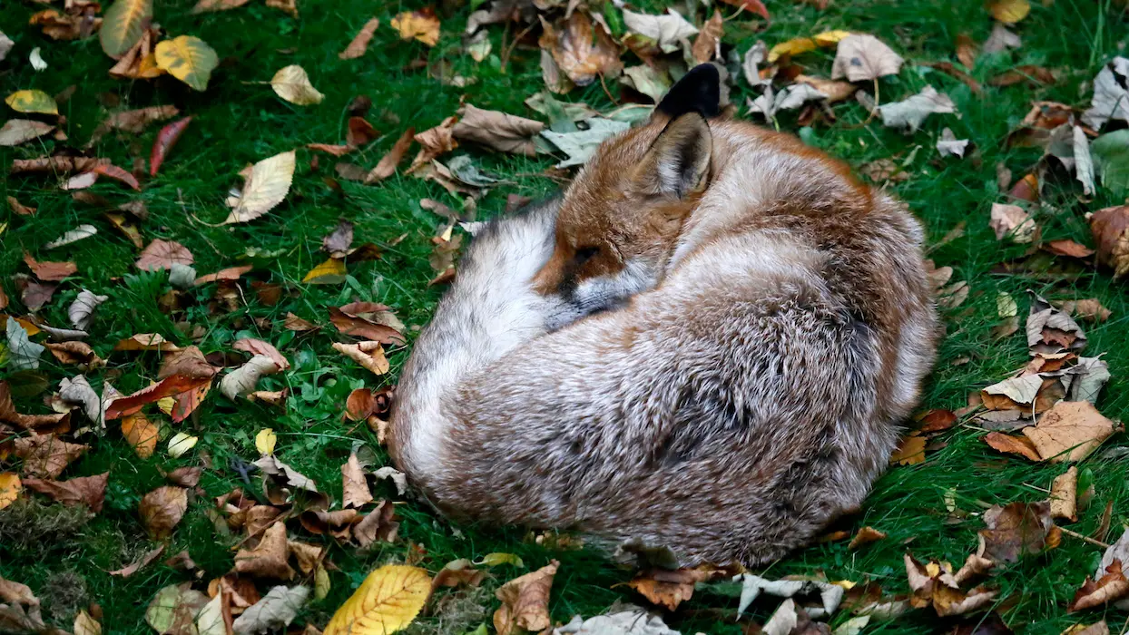 “Prime à la queue de renard” : après la polémique, les chasseurs font marche arrière