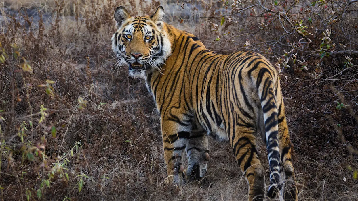 La Chine réautorise la vente de produits issus des tigres et des rhinocéros