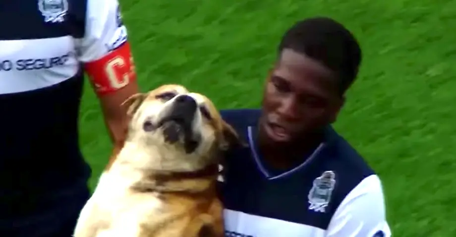 Vidéo : un chien qui voulait des câlins interrompt un match en Argentine