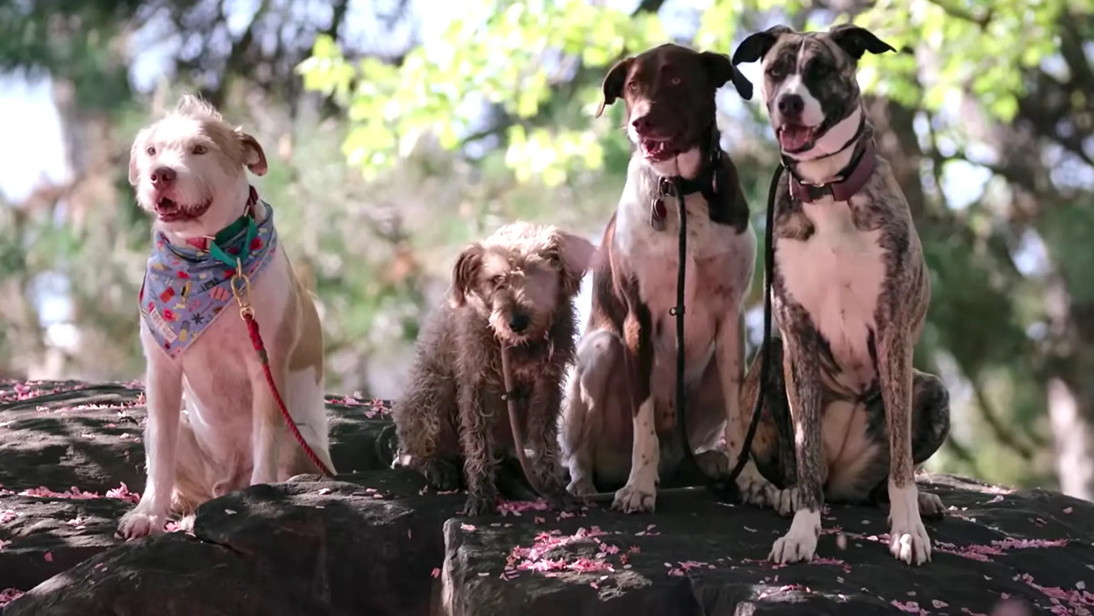 Netflix compte nous faire pleurer avec Dogs, un docu-série sur les chiens