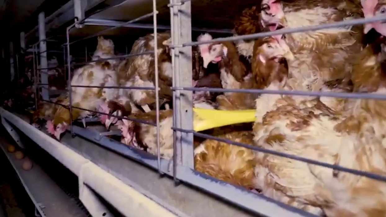 Des milliers de poules entassées au milieu de cadavres : L214 épingle l’élevage intensif du groupe Avril
