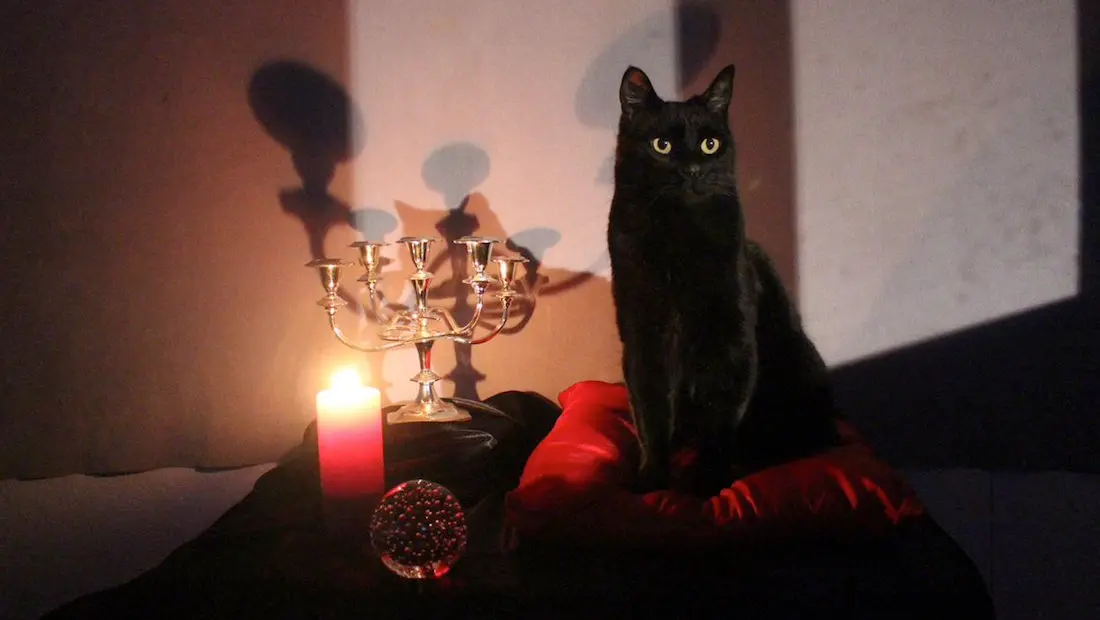 Vidéo : la nouvelle Sabrina de Netflix adopte son Salem