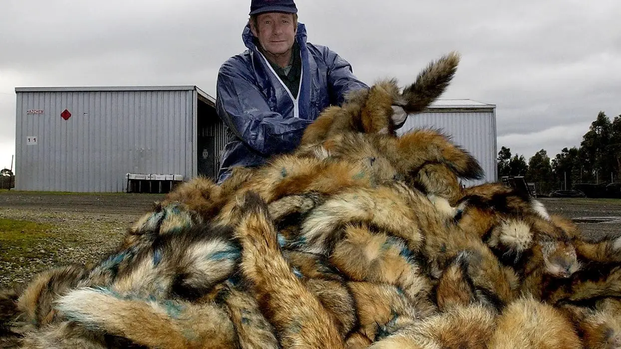 La fédération des chasseurs met en place une “prime à la queue de renard” en Charente-Maritime