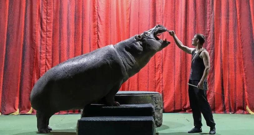 Au Portugal, les animaux sauvages seront désormais interdits dans les cirques
