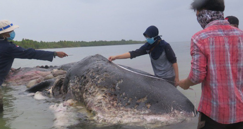 Des kilos de plastique retrouvés dans l’estomac d’une baleine échouée