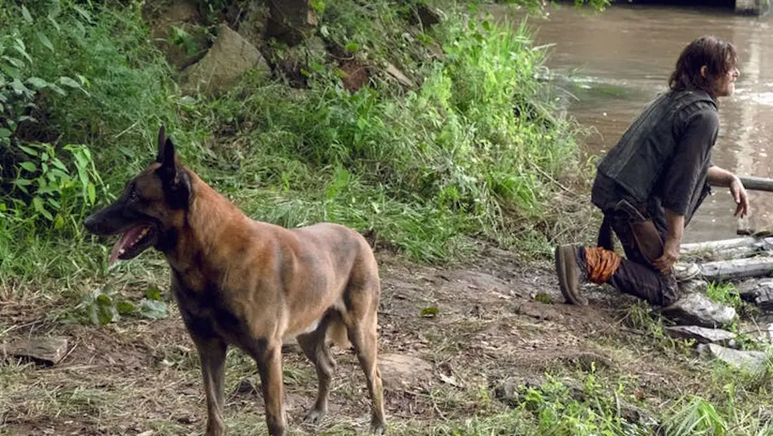 Un fan de The Walking Dead lance une pétition pour protéger le chien de Daryl