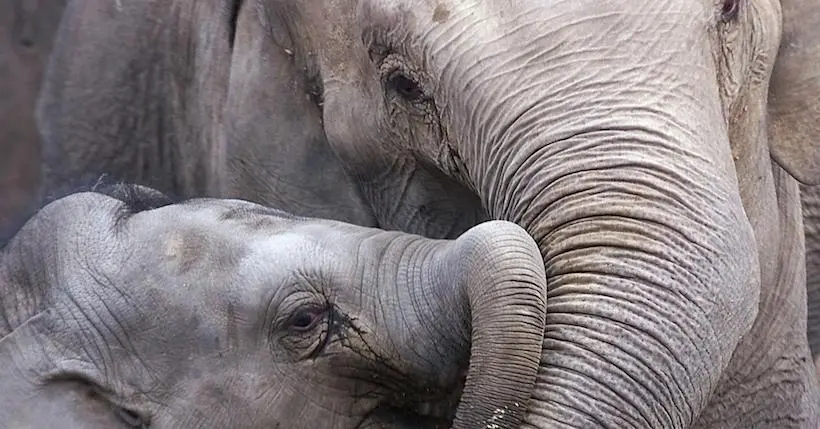 Braconnage : de plus en plus d’éléphants naissent sans défenses