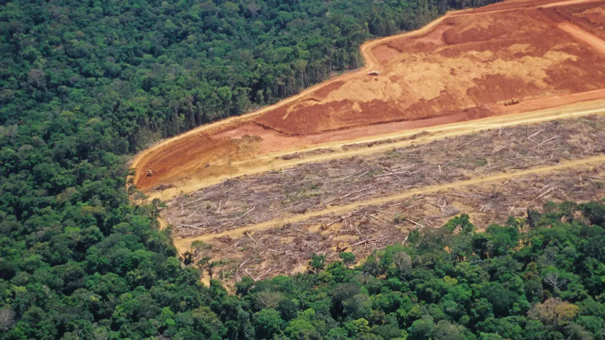 Déforestation : chaque Français consomme en moyenne 352 m2 de forêt par an