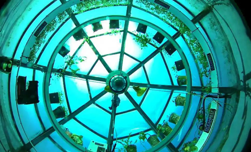 Vidéo : et si le futur de l’agriculture se jouait sous l’eau ?