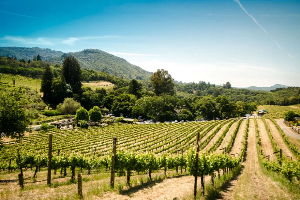 Les vignerons de Bourgogne vont-ils perdre leur précieuse appellation ?