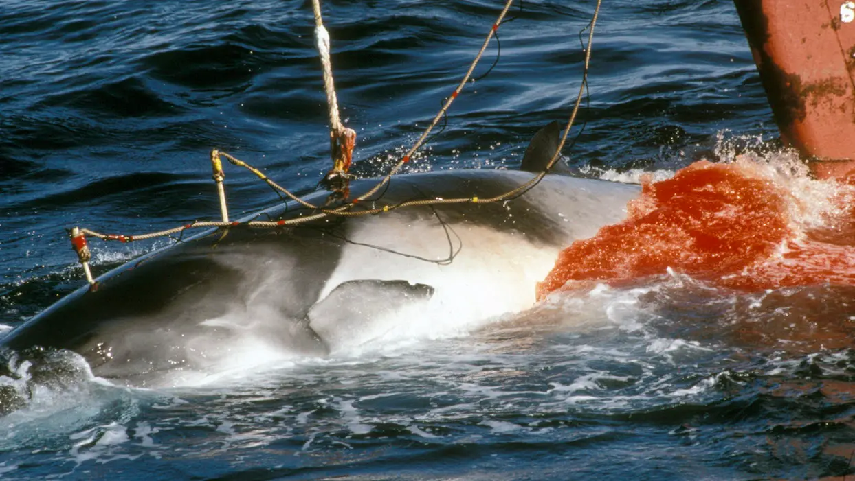 Le Japon va reprendre la chasse à la baleine commerciale