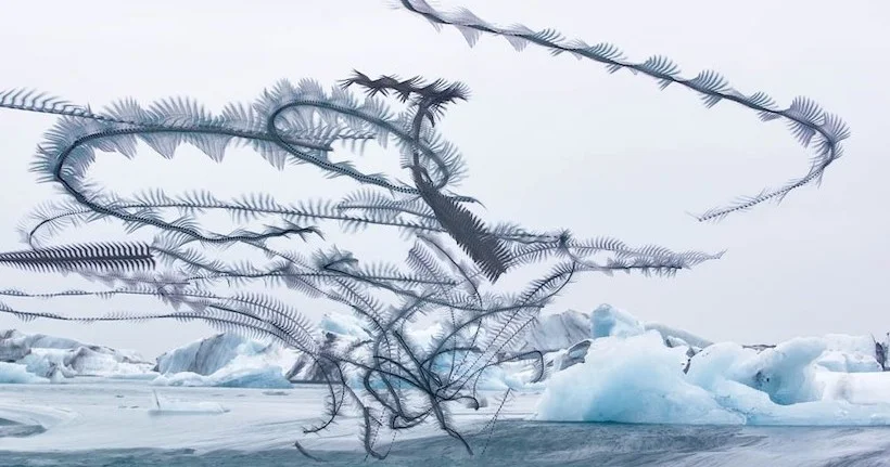 Un photographe décompose le vol d’oiseaux dans des clichés oniriques