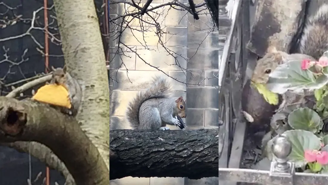 Si vous avez aimé Pizza Rat, vous adorerez les écureuils de New York