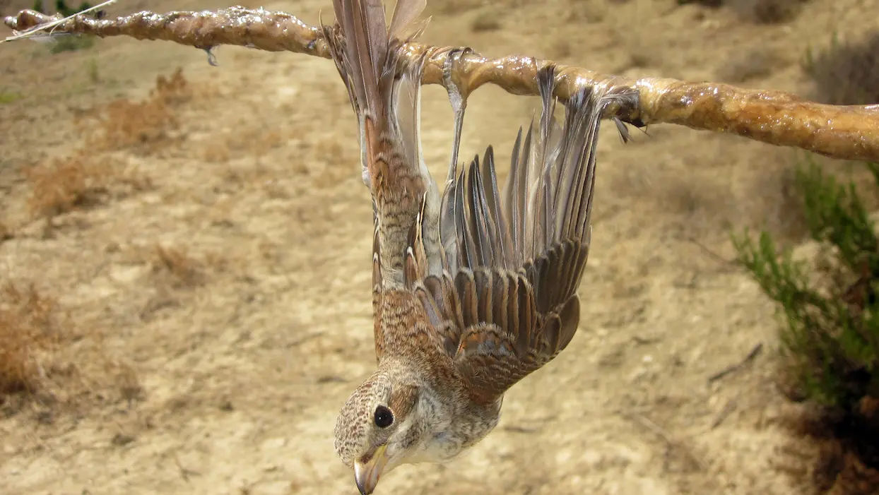 Chasser les oiseaux à la glu ? C’est OK pour le Conseil d’État