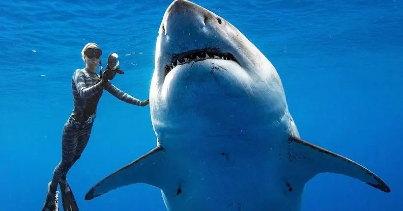 Des plongeurs ont photographié de près un grand requin blanc de 2,5 tonnes