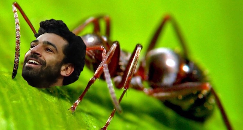Une espèce de fourmis porte désormais le nom de… Mohamed Salah