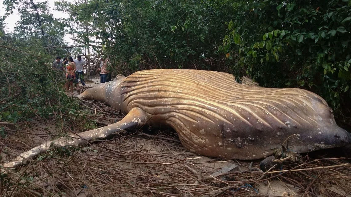 Une mystérieuse baleine à bosse retrouvée échouée au cœur de la forêt amazonienne