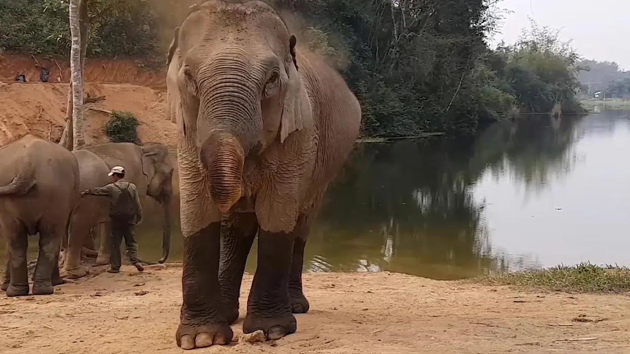 Vidéo : tout plaquer pour aider les éléphants d’Asie