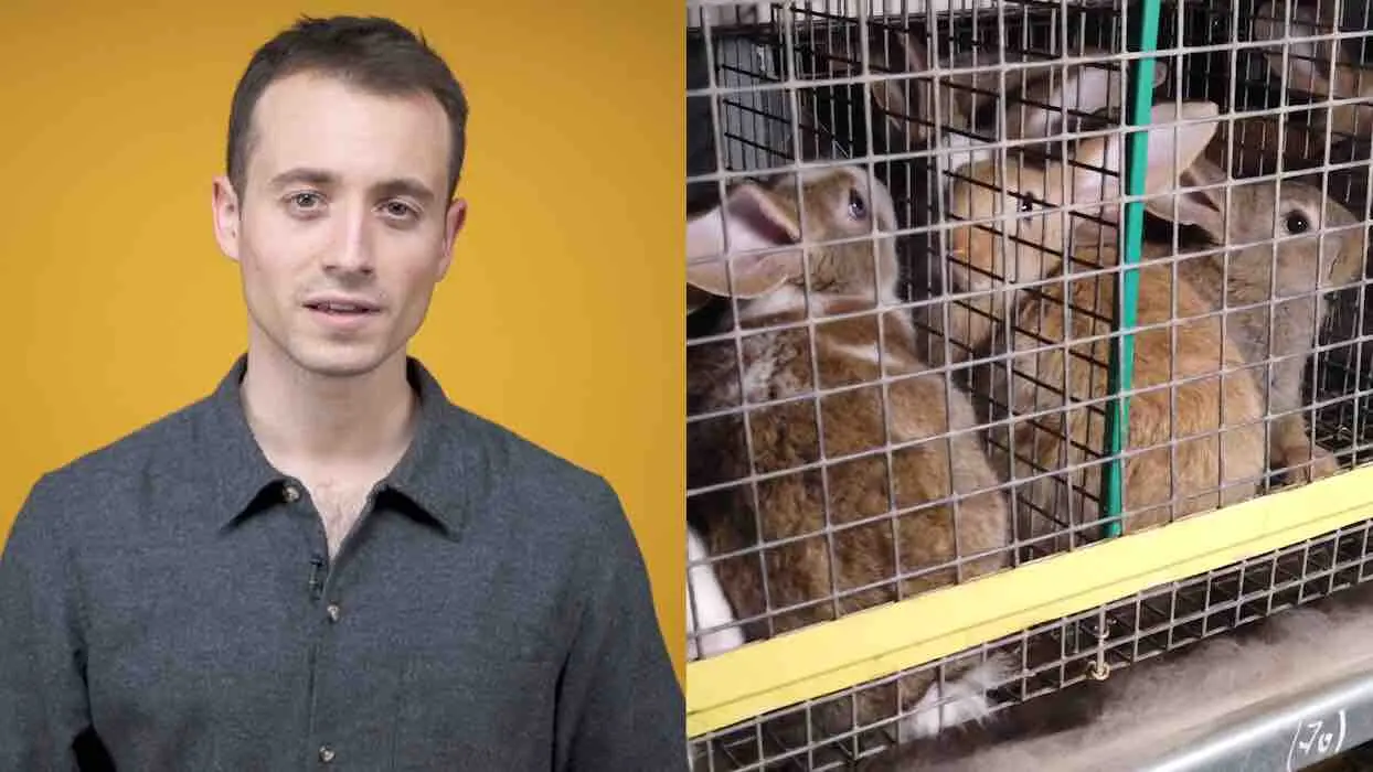 Cages minuscules, mutilations, maladies… la vérité sur l’élevage des lapins en France