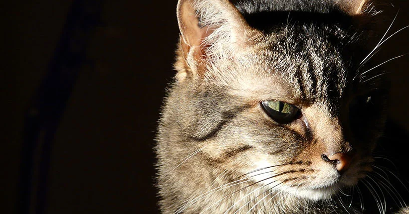 Science : les chats reconnaissent leur nom… même s’ils laissent penser le contraire