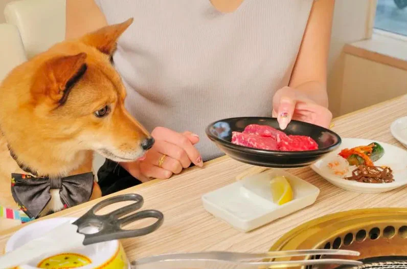 Cette chaîne de restos japonais a aussi des menus pour chiens