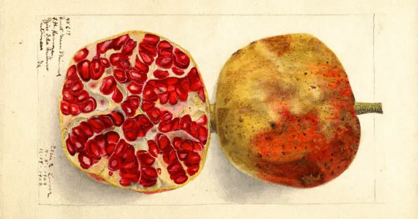 Avant Insta et le Food Porn, on représentait les fruits et légumes avec de jolis dessins