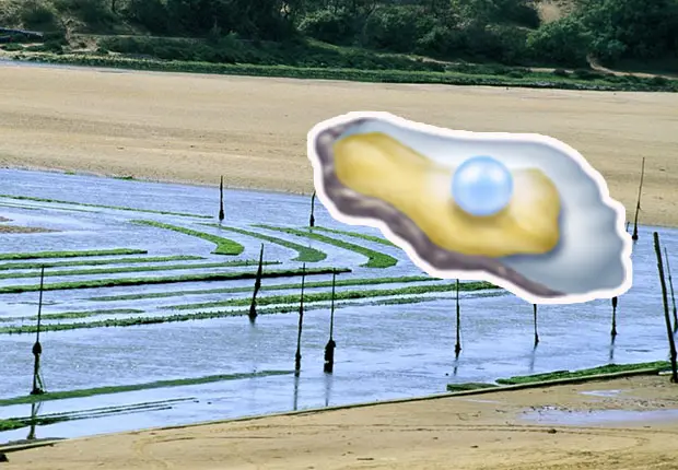 Une huître de 2,2 kilos vient d’être retrouvée en Bretagne (et c’est un record)