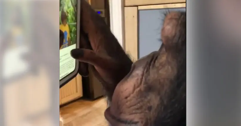 Vidéo : ce singe gère Instagram mieux que vous