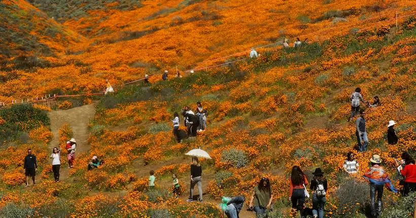 Des hordes d’instagrameurs détruisent un champ de coquelicots en Californie