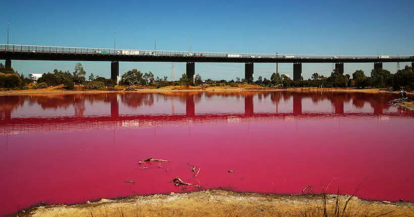 En images : ce lac australien rosit chaque été et fait le bonheur des photographes