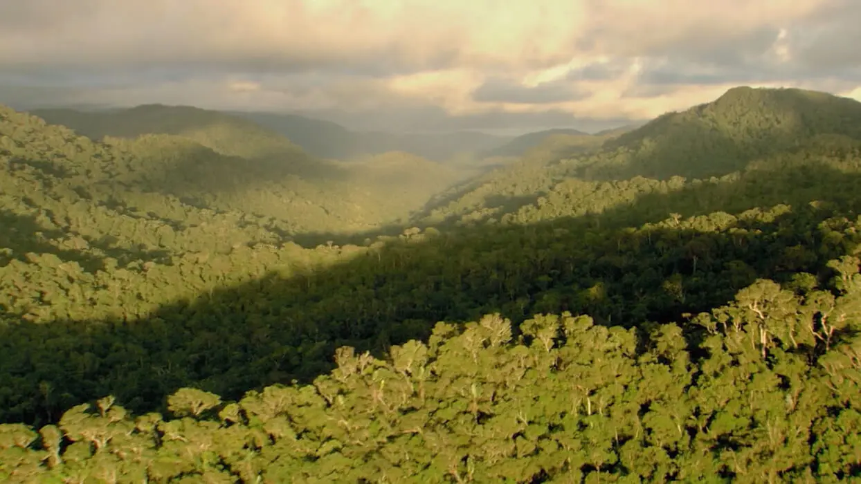 Vidéo : la déforestation de la forêt amazonienne a augmenté de 54 % en un an