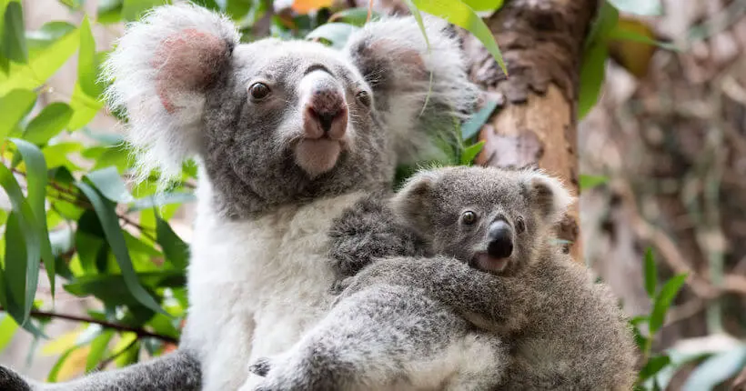 Les koalas sont en danger d’extinction