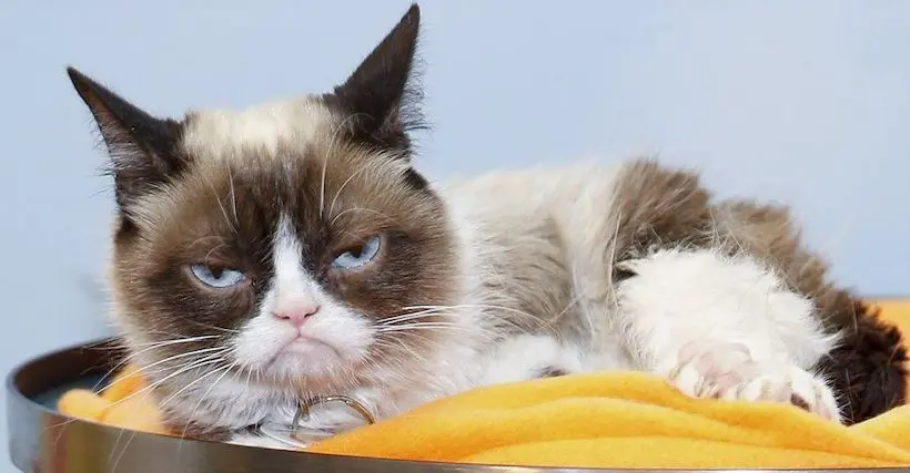 RIP gros chat : le célèbre Grumpy Cat est décédé à l’âge de 7 ans
